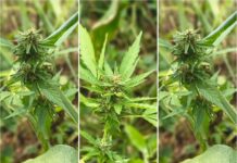 Polícia Militar erradica cerca de 5.250 pés de maconha em Curaçá (BA)