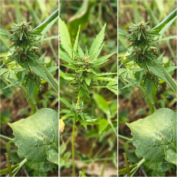 37a36766-a12c-4462-870c-738825b76641