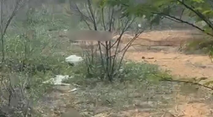 Petrolina: Corpos de cozinheira e motorista de aplicativo são encontrados