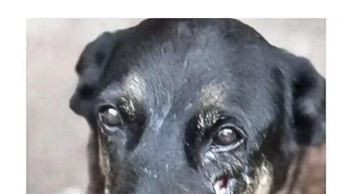 Polícia quer apreender passaporte de envolvido na morte do cão Orelha