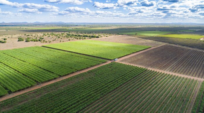 Verano Brasil e Vitivinícola Santa Maria anunciam cooperação operacional no mercado brasileiro