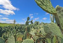 2º seminário sobre cultivo da palma forrageira acontece em Petrolina nesse domingo