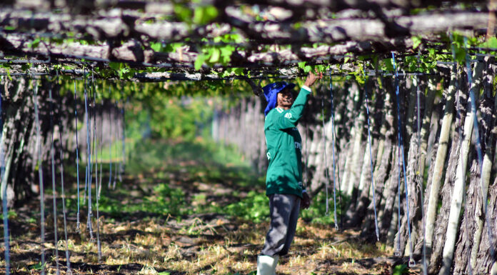 Petrolina se consolida como uma das melhores cidades do Brasil para fazer negócios no agro