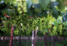 Petrolina se consolida como referência nacional na produção de uvas e vinhos no Vale do São Francisco