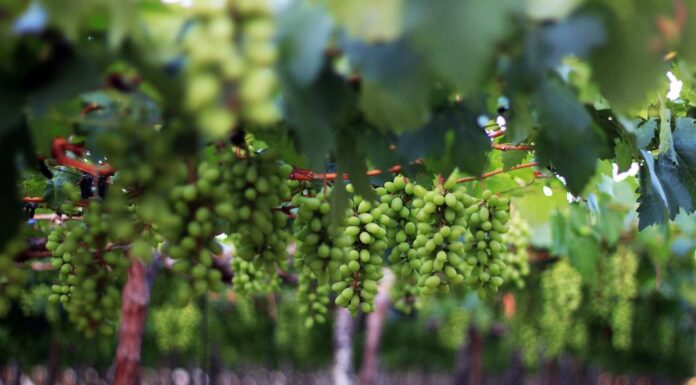 Petrolina se consolida como referência nacional na produção de uvas e vinhos no Vale do São Francisco