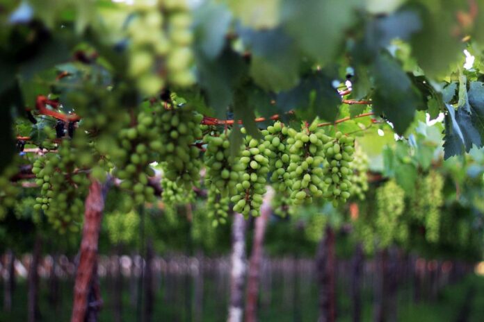 WhatsApp Image 2026-03-25 at 13.01.30