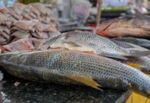 Vigilância Sanitária de Petrolina reforça orientações sobre compra de pescado na Semana Santa