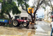 Árvore Cai e interdita trânsito no setor bancário de Juazeiro