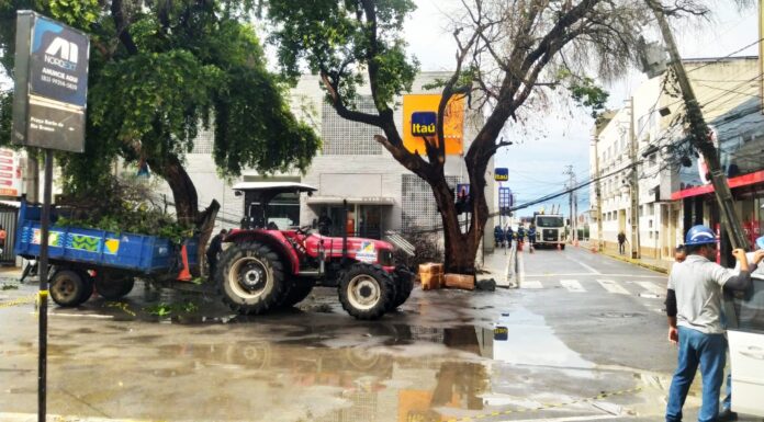Árvore Cai e interdita trânsito no setor bancário de Juazeiro