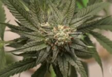 Maconha cresce, cocaína e crack se estabilizam: como os brasileiros aumentaram o consumo de drogas nos últimos 11 anos