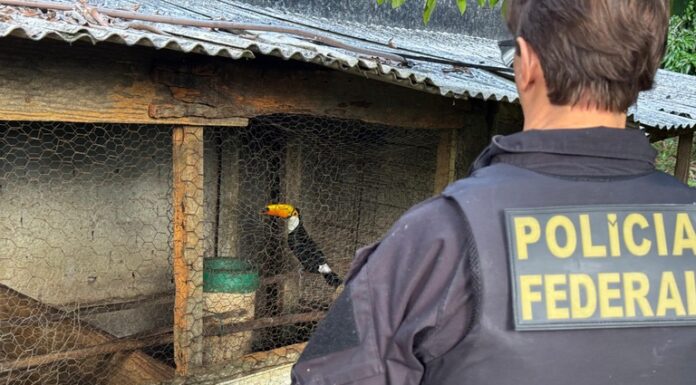 PF combate organização criminosa de tráfico de animais silvestres