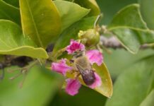 Manejo de polinizadores pode elevar a produtividade da acerola no Semiárido em mais de 30%