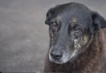 Governo anuncia decreto Cão Orelha, que endurece penas para maus-tratos a animais; Valor da multa passa a variar de R$ 1.500 a R$ 50 mil