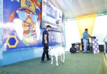 Primeiro Leilão de Caprinos e Ovinos da ExpoRajada supera expectativa de vendas