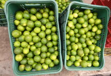 Confira a cotação dos hortifrutigranjeiros no Mercado do Produtor de Juazeiro nesta sexta-feira (24)