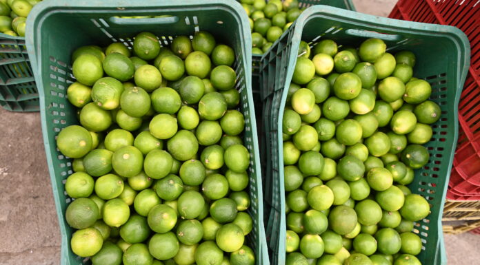 Confira a cotação dos hortifrutigranjeiros no Mercado do Produtor de Juazeiro nesta sexta-feira (24)