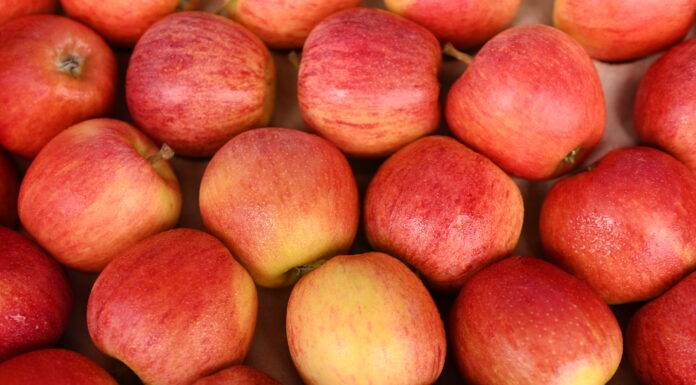 Confira a cotação de hortifrutigranjeiros no Mercado do Produtor de Juazeiro nesta segunda-feira (27)