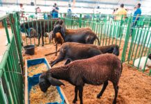 Evento que marca abertura do Ciclo Junino de Petrolina (PE), 13ª ExpoRajada começa nesta terça-feira (14), no distrito de Rajada