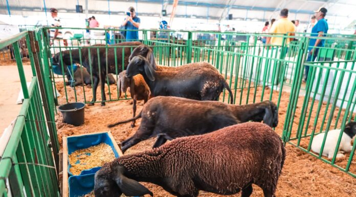 Evento que marca abertura do Ciclo Junino de Petrolina (PE), 13ª ExpoRajada começa nesta terça-feira (14), no distrito de Rajada