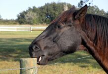 Prefeitura de Juazeiro intensifica fiscalização de currais urbanos e notifica proprietários