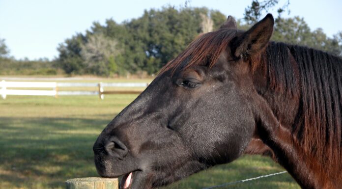 Prefeitura de Juazeiro intensifica fiscalização de currais urbanos e notifica proprietários