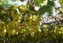 Fique por dentro da cotação dos hortifrutigranjeiros no Mercado do Produtor de Juazeiro nesta quarta-feira (22)