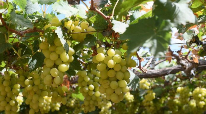 Fique por dentro da cotação dos hortifrutigranjeiros no Mercado do Produtor de Juazeiro nesta quarta-feira (22)