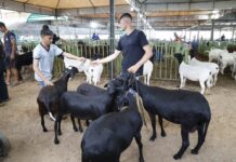 Expositores de diversos estados participam da ExpoRajada