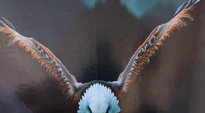 Polícia civil desarticula refinaria e apreende mais de 11 kg de drogas em Petrolina