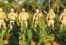 Mais de 40 mil pés de maconha foram erradicados pela polícia em área rural do município de Chorrochó