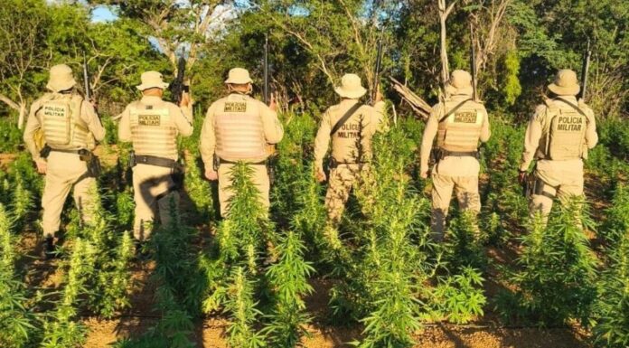 Mais de 40 mil pés de maconha foram erradicados pela polícia em área rural do município de Chorrochó