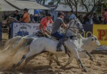 41ª Vaquejada de Petrolina reúne competidores de todo o país e amplia impacto econômico