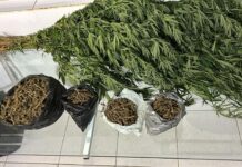 Polícia Militar apreende drogas e erradica plantação de maconha na zona rural de Curaçá