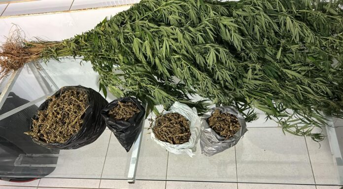 Polícia Militar apreende drogas e erradica plantação de maconha na zona rural de Curaçá