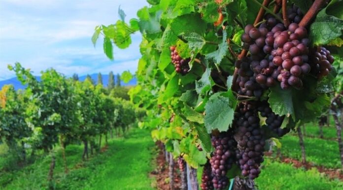Tarifa zero para uvas brasileiras na União Europeia abre nova janela de competitividade para exportadores