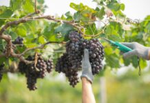 Fruticultura irrigada do Vale do São Francisco conta com benefícios relevantes na Reforma Tributária