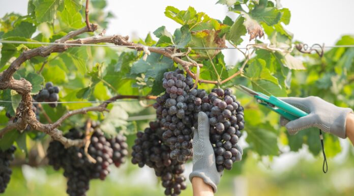 Fruticultura irrigada do Vale do São Francisco conta com benefícios relevantes na Reforma Tributária