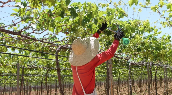 Programa Chapéu de Palha beneficia quase 4 mil trabalhadores da fruticultura irrigada e pesca artesanal no Vale do São Francisco