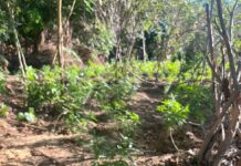 PMBA erradica aproximadamente 4.600 pés de marinha em Curaçá (BA)