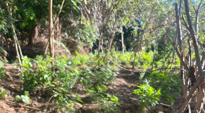 PMBA erradica aproximadamente 4.600 pés de maconha em Curaçá (BA)