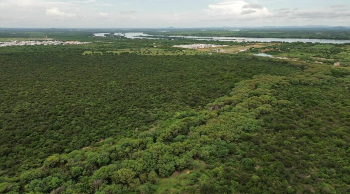 Governo de Pernambuco inicia consultas públicas para ampliar proteção da Caatinga com seis novas Unidades de Conservação