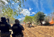 PM erradica cerca de 24 mil pés de maconha na zona rural de Dormentes