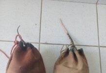 PRF resgata dois tatus durante fiscalização na BR 232, em Serra Talhada