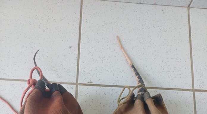 PRF resgata dois tatus durante fiscalização na BR 232, em Serra Talhada