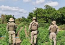 Quase um milhão de pés de maconha foram erradicados pela polícia militar em Curaçá em 2025