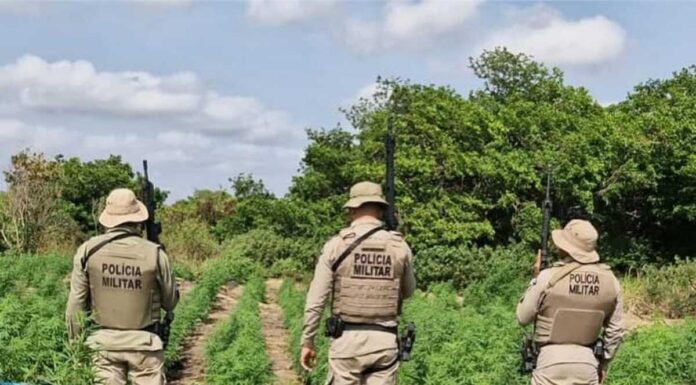 Quase um milhão de pés de maconha foram erradicados pela polícia militar em Curaçá em 2025