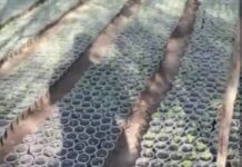 Cerca de 20 mil pés de maconha foram erradicados pela polícia militar no distrito de Maniçoba, em Juazeiro