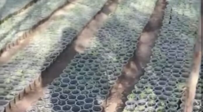 Cerca de 20 mil pés de maconha foram erradicados pela polícia militar no distrito de Maniçoba, em Juazeiro