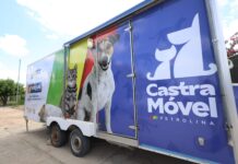 Castramóvel de rua: mais de 600 cães e gatos já foram castrados em Petrolina este ano