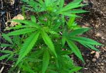 Polícia militar erradica aproximadamente 1.250 pés de maconha em Curaçá